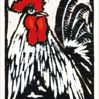 TF01 COOPER - COCKEREL
