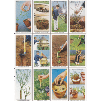 VC46 GARDENING TIPS TWO