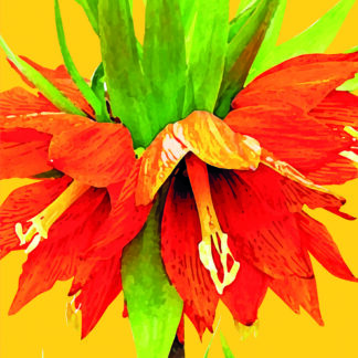 FG30 CROWN HEAD FRITILLARY