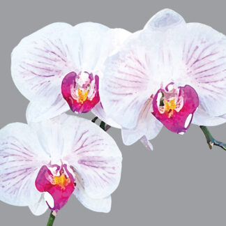 FG25 MOTH ORCHID