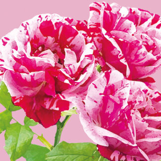 FG27 PINK ROSES