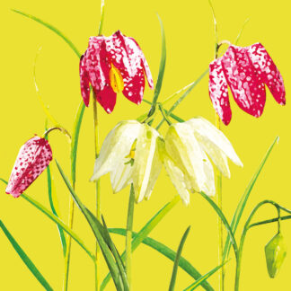 FG29 SNAKE'S HEAD FRITILLARY