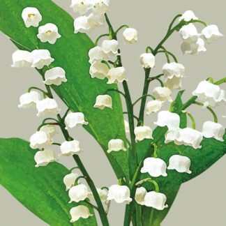 FG31 LILY OF THE VALLEY